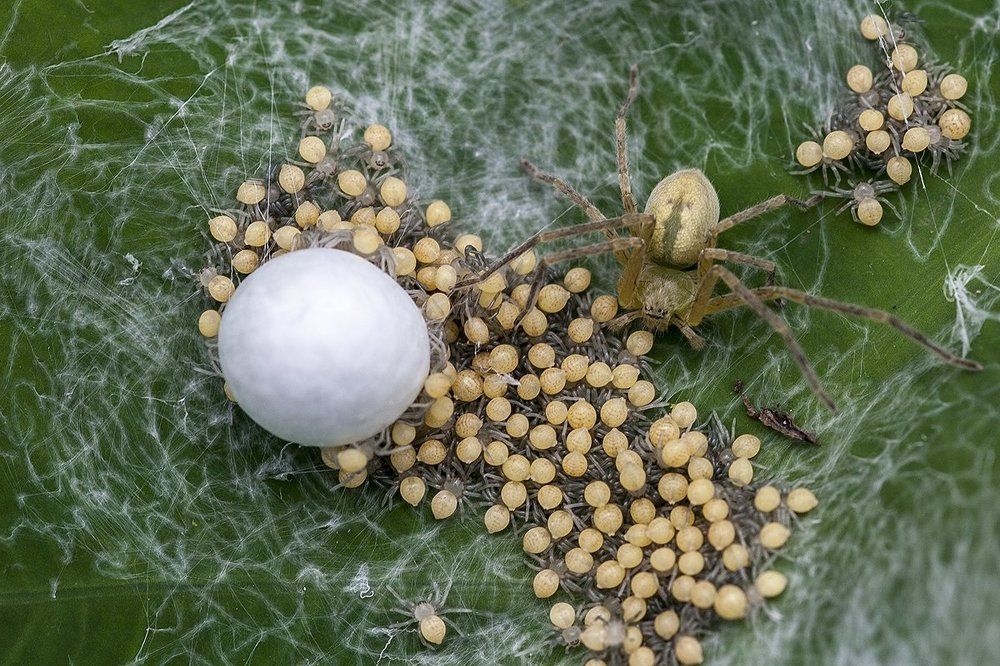 Spider with newly hatched babies