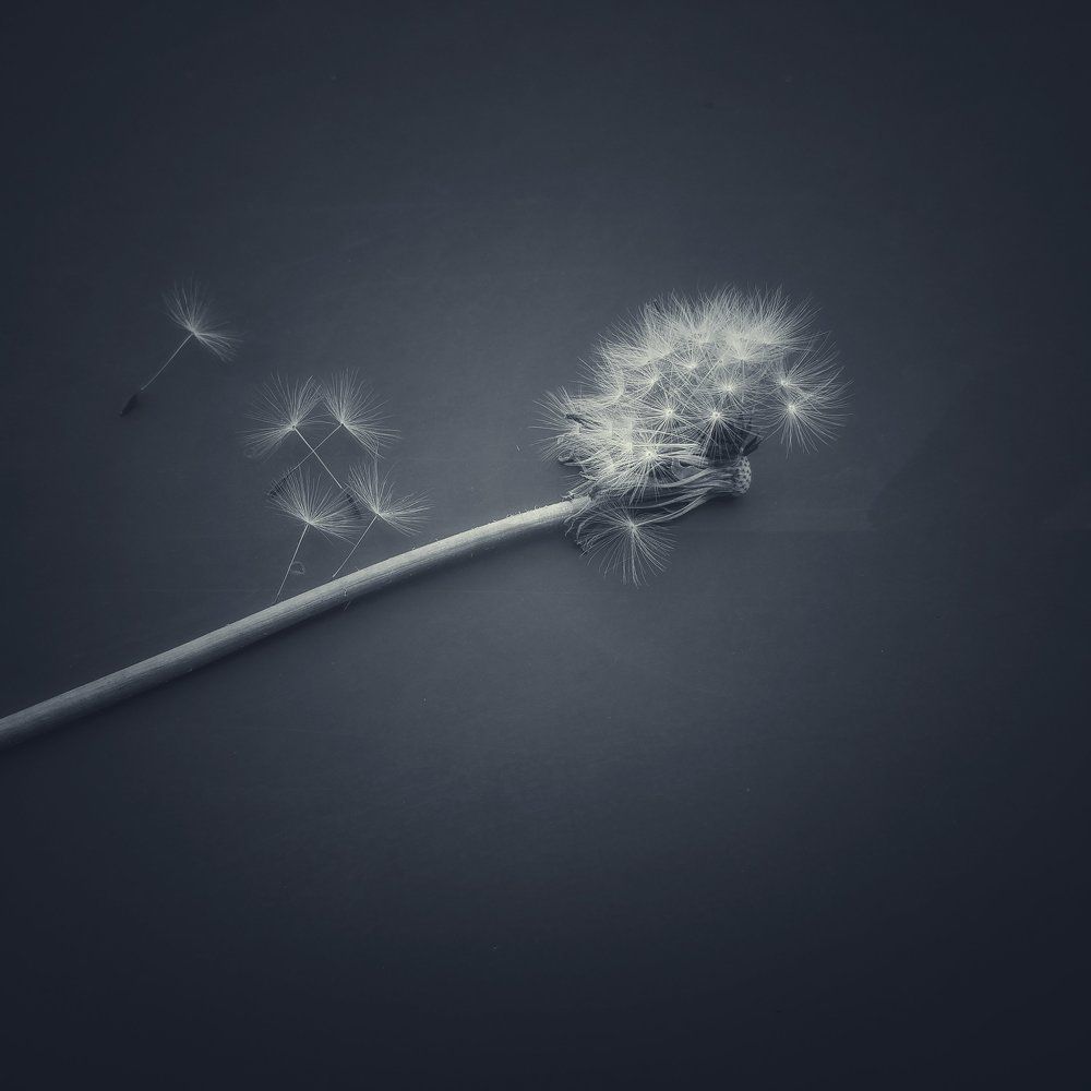 Dream Maker