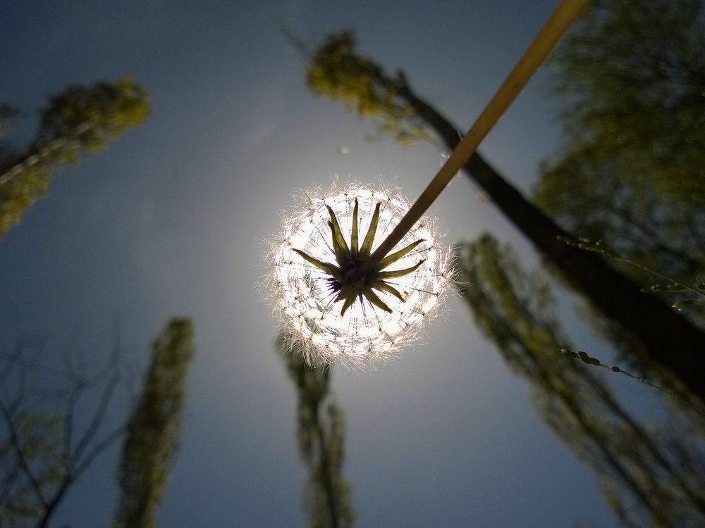 Luminous dandelion