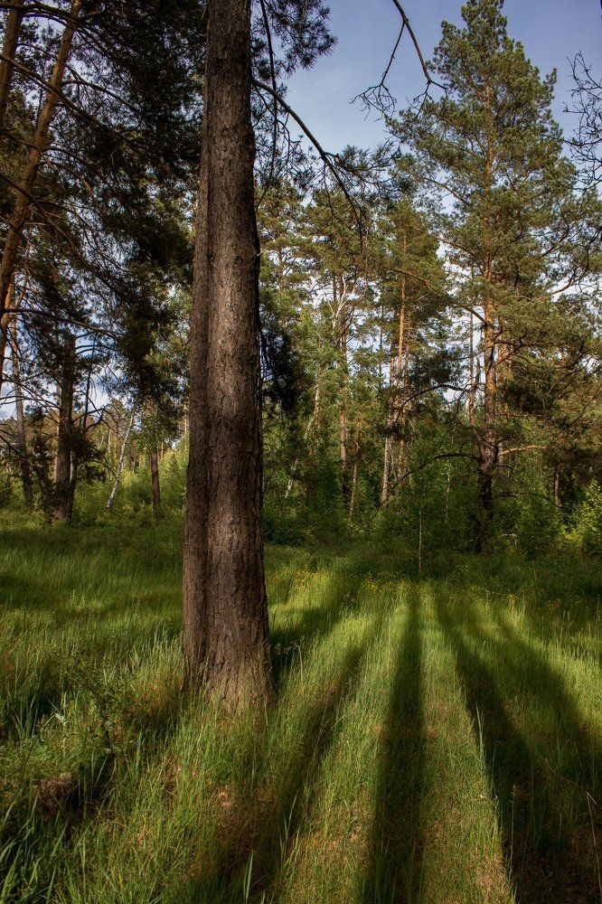 Тени в лесу.