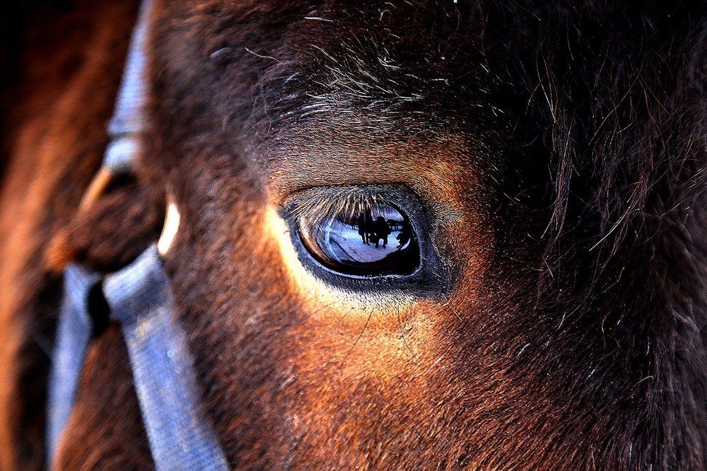 "Взгляд на мир через погружение в глаз лошади"