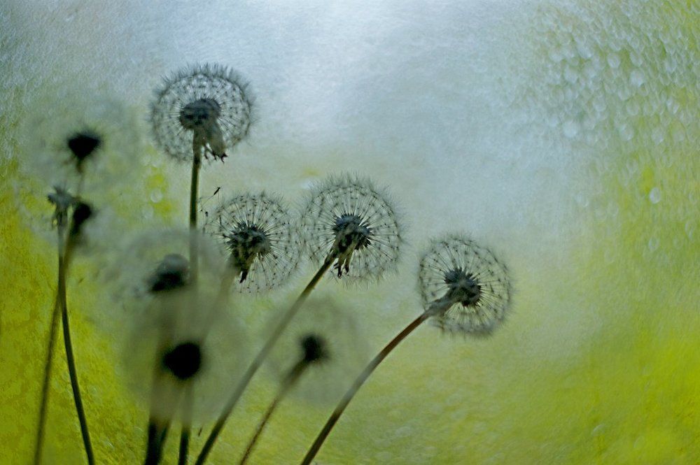 Про одуванчики.