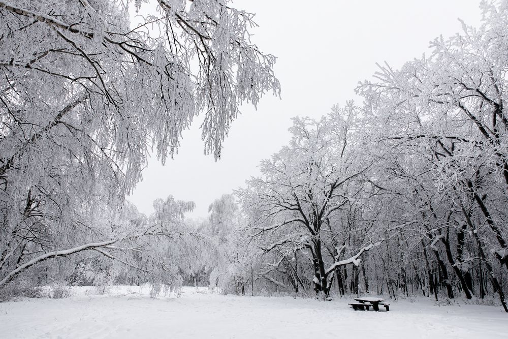 Заснеженный лес