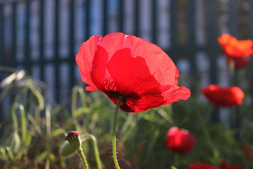 Светящийся