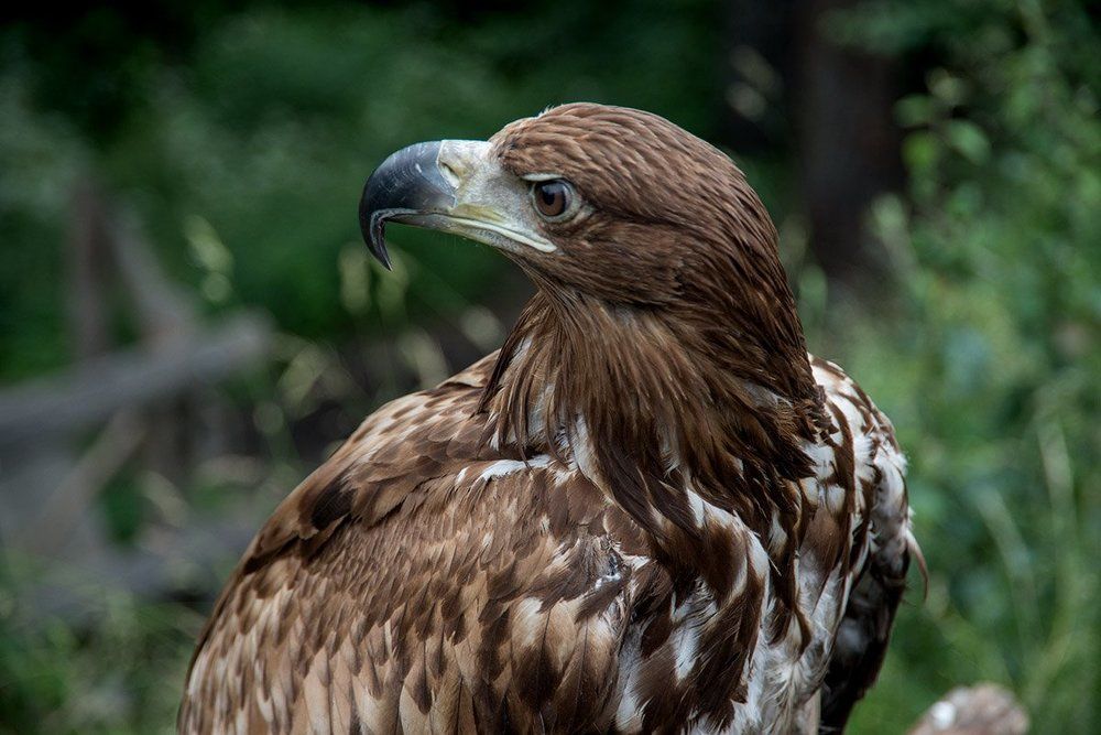 Карпатский житель