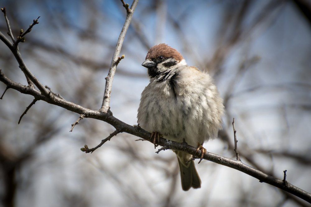 Самый богатый воробей