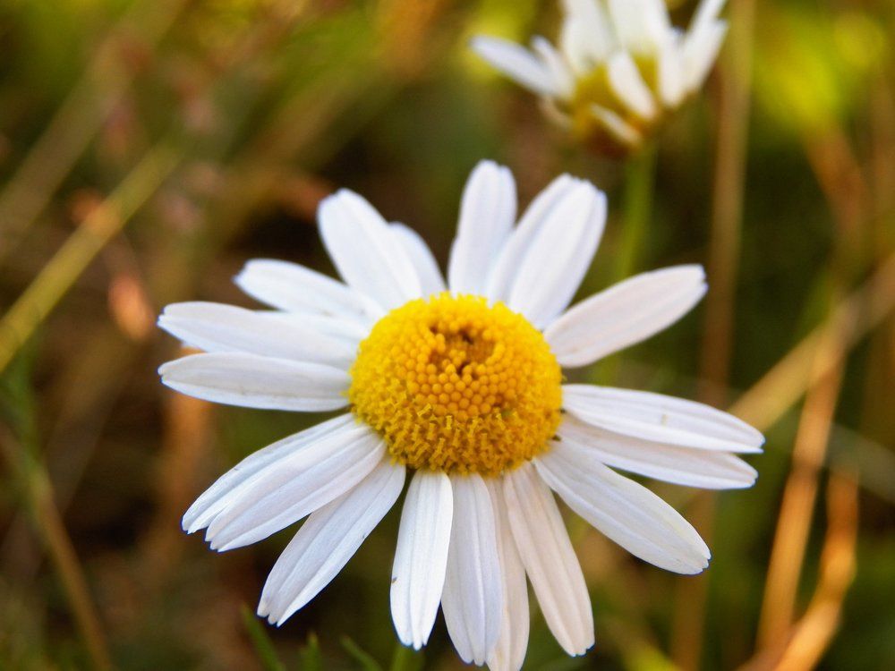 Сhamomile. Macro photo.