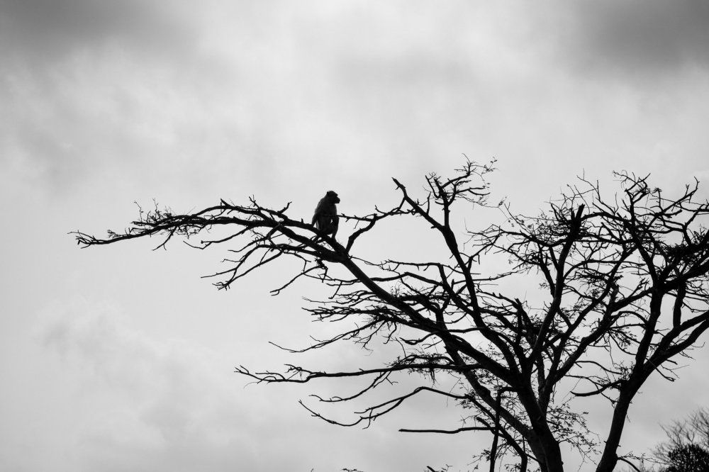 Lonely