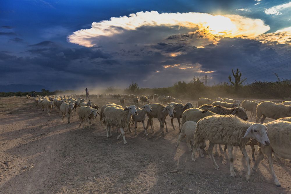 Sheep on the stall when it is dark