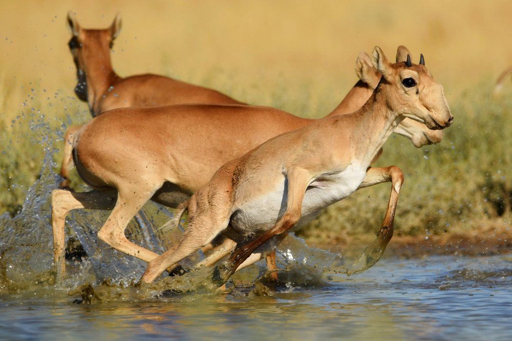 "Ложный испуг"