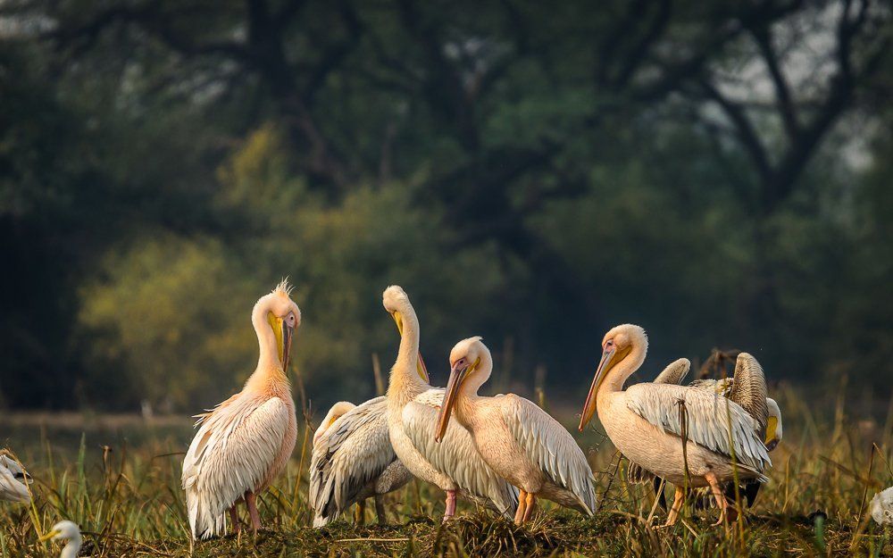 Pelicans