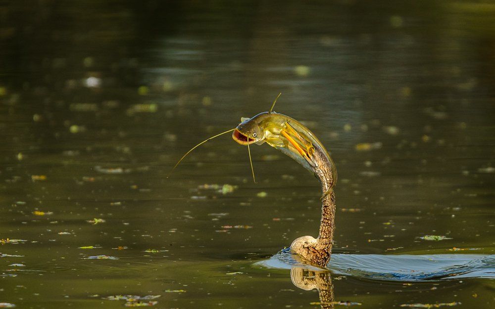 Darter with catch..!