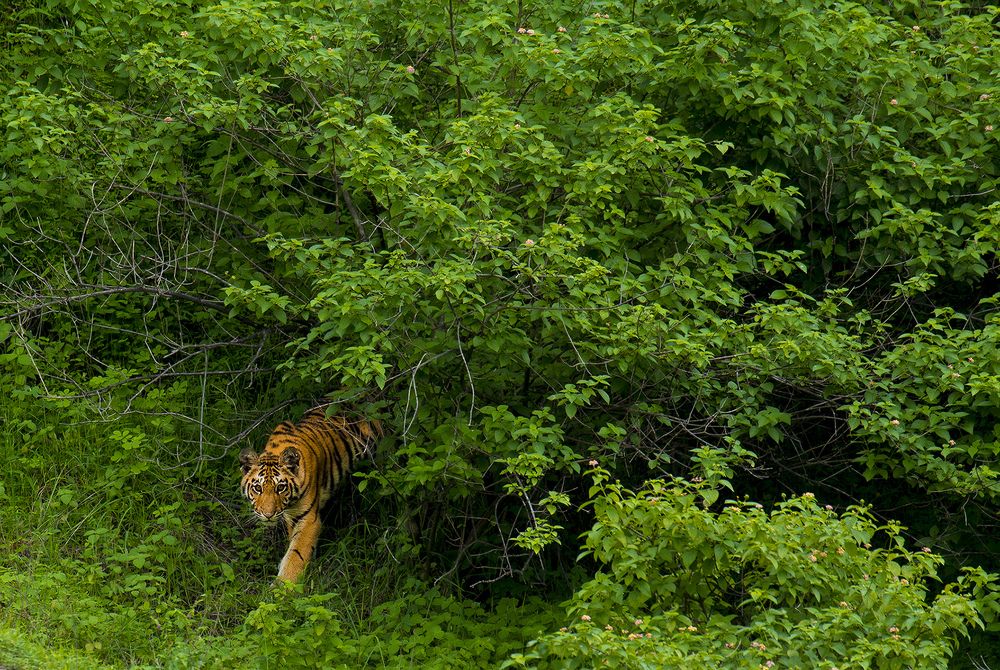 The Monsoon Tiger