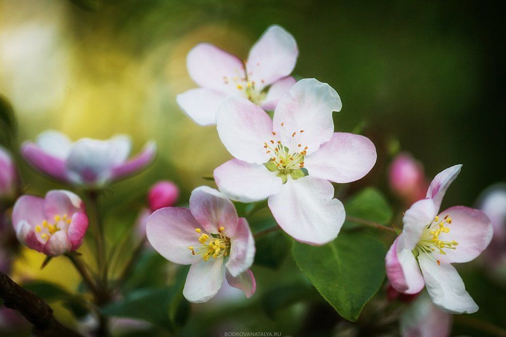 Яблони цветут