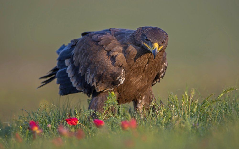 Photograph by Александр Маркелов