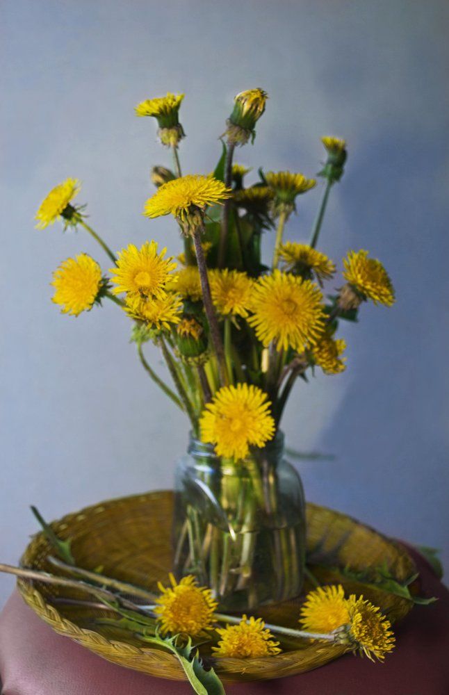 Одуванчики