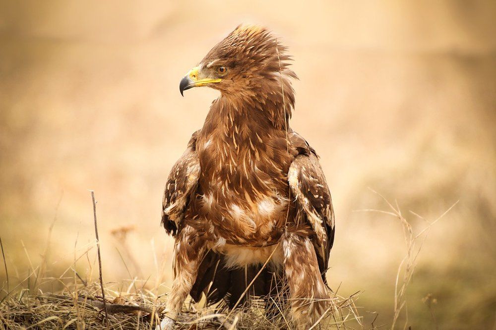 Зоркий взор