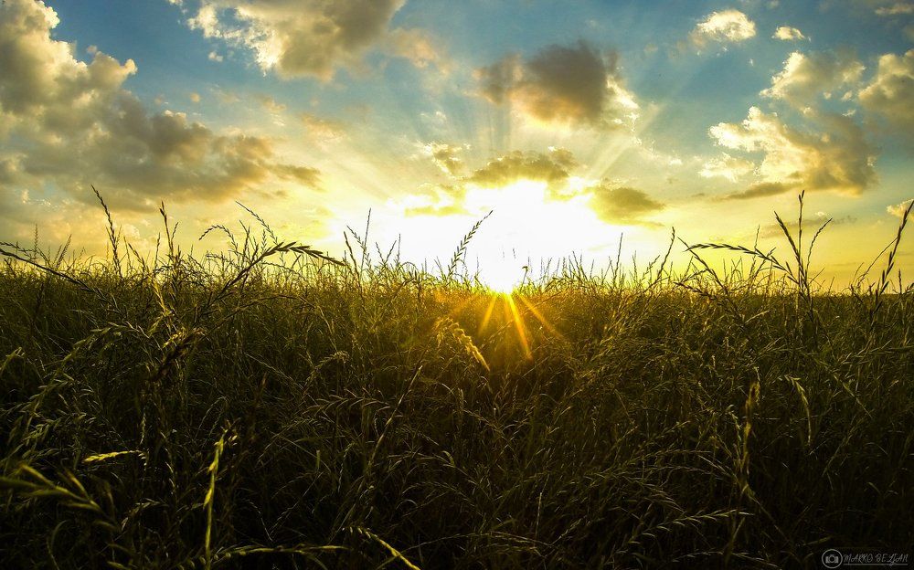 Sunset and fields of wheat