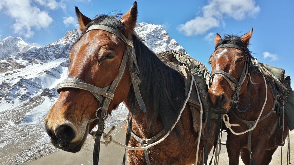 Horses of the heaven
