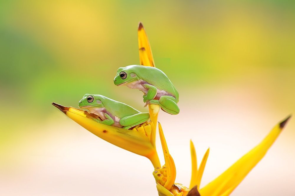 two frog