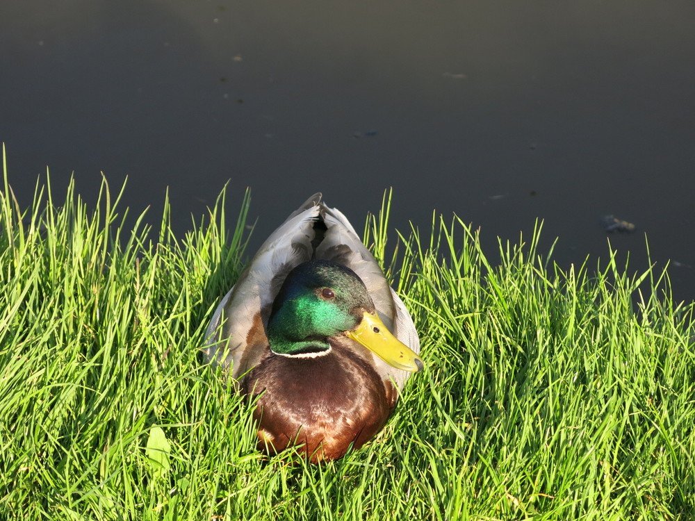 В солнечном луче.