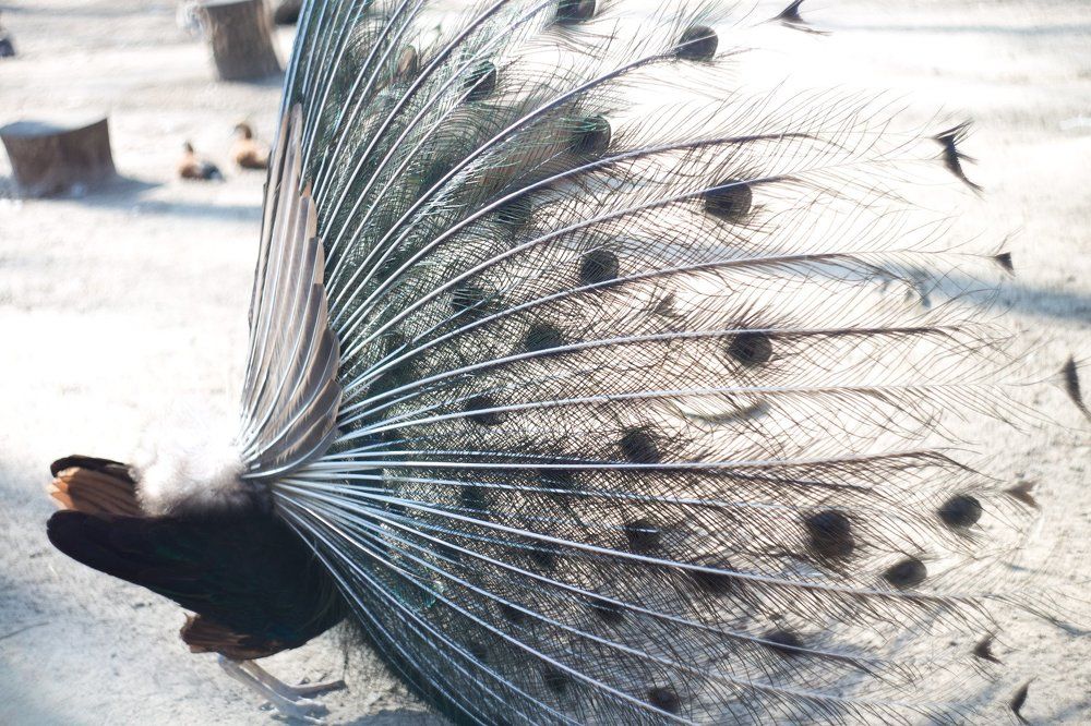 Photograph by Юлия Курган