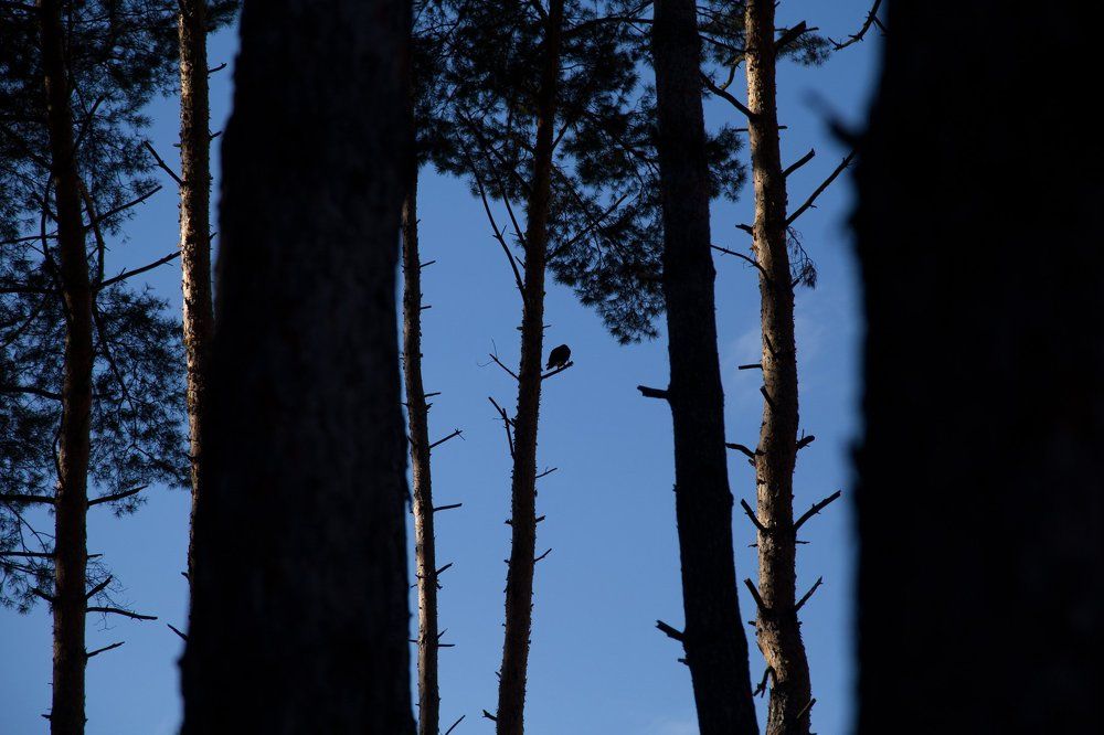 Photograph by Юлия Курган