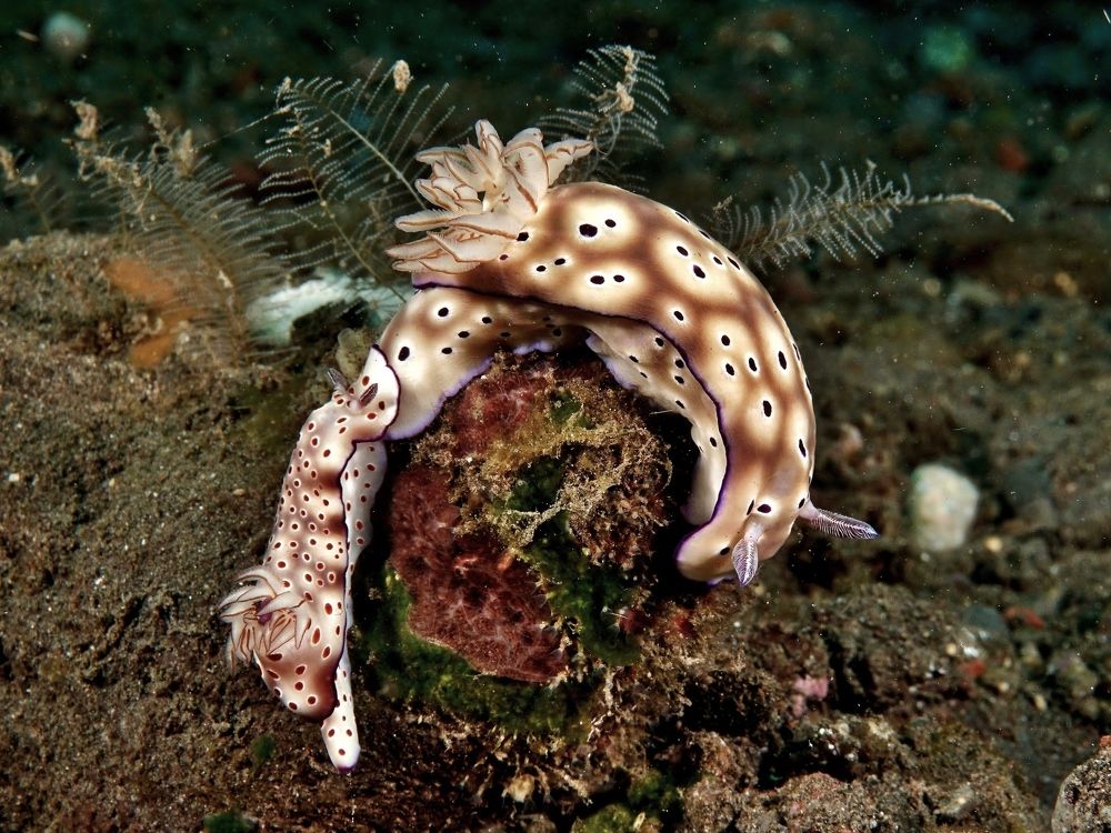 Круговое движение