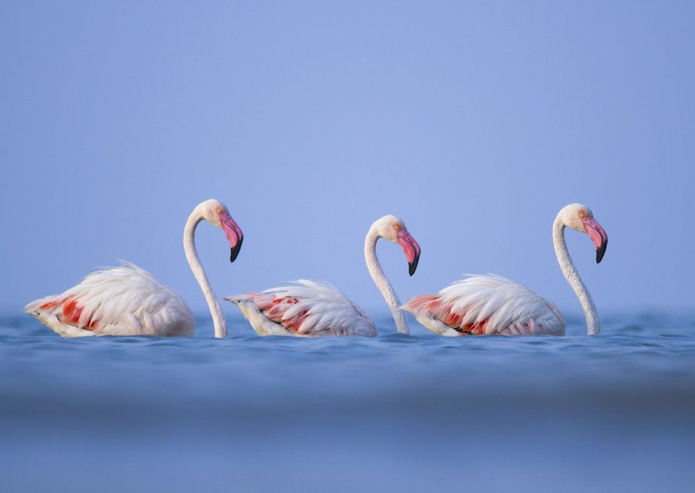 Three beauty Pink Angel