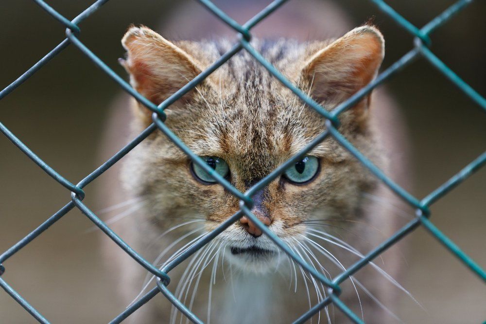 Дикий лесной кот