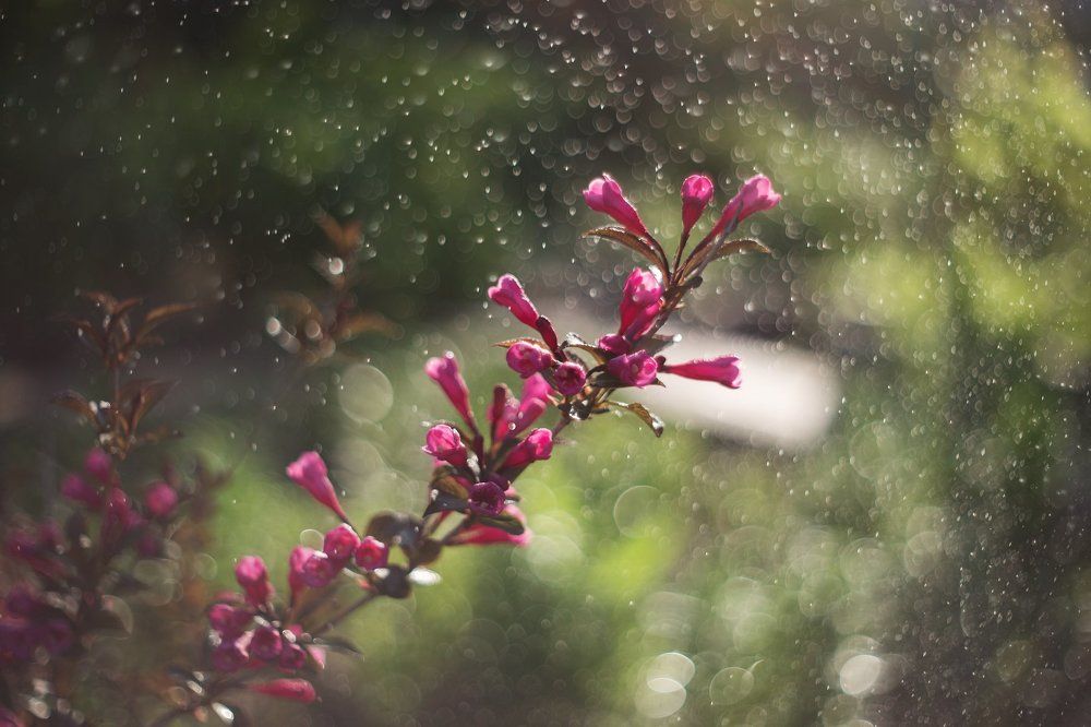 Летний дождь