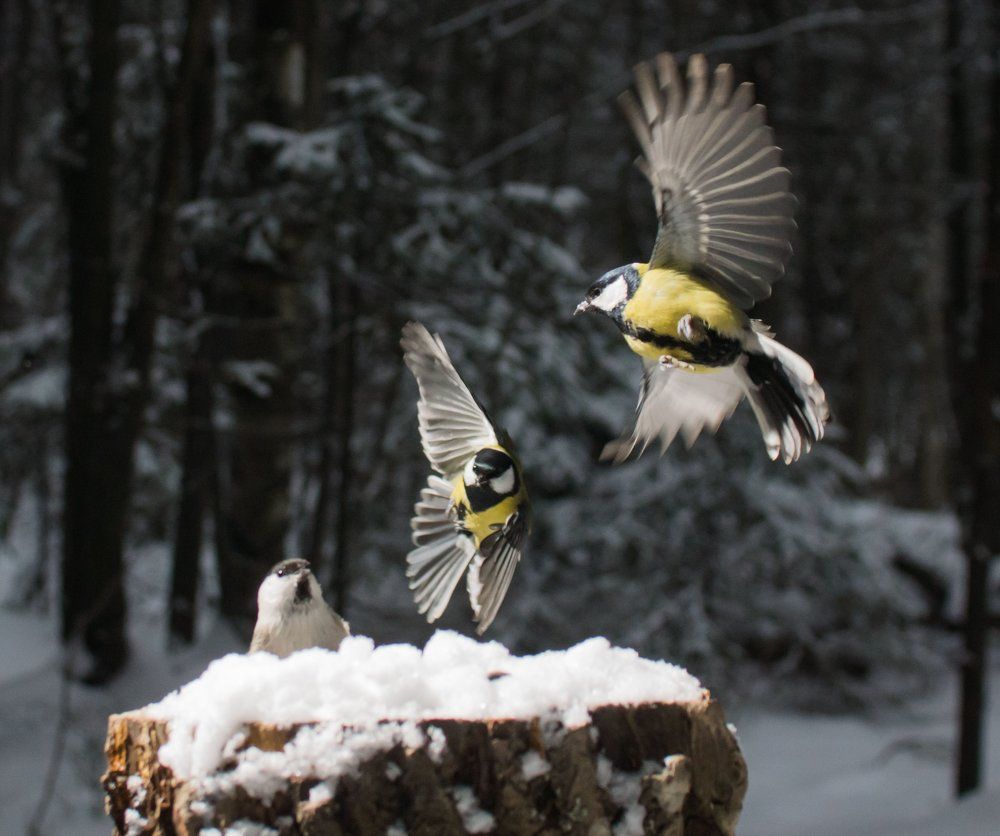 Показательные полеты