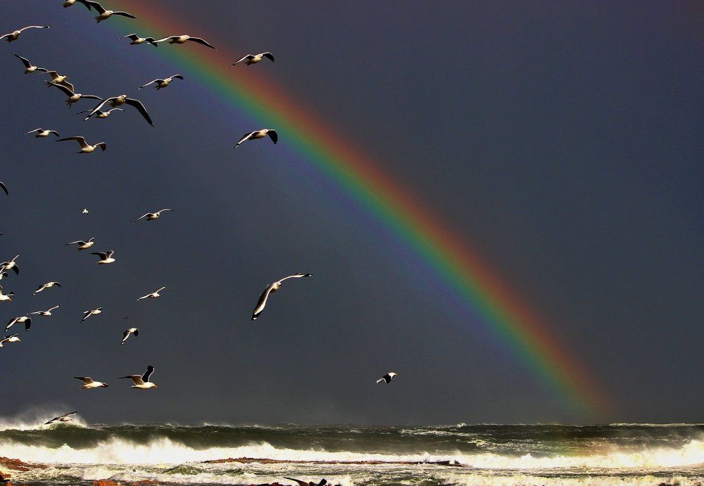 Rainbow Birds
