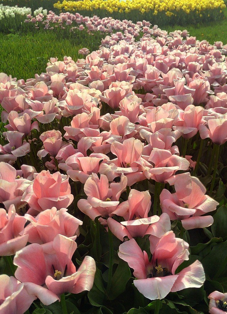 Река тюльпанов