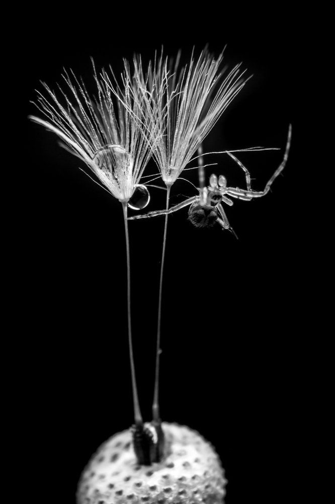 Путешественник...