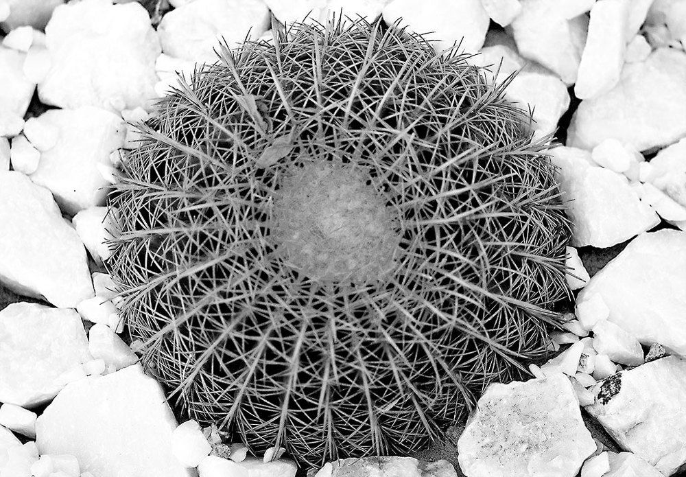 просто кактус.....