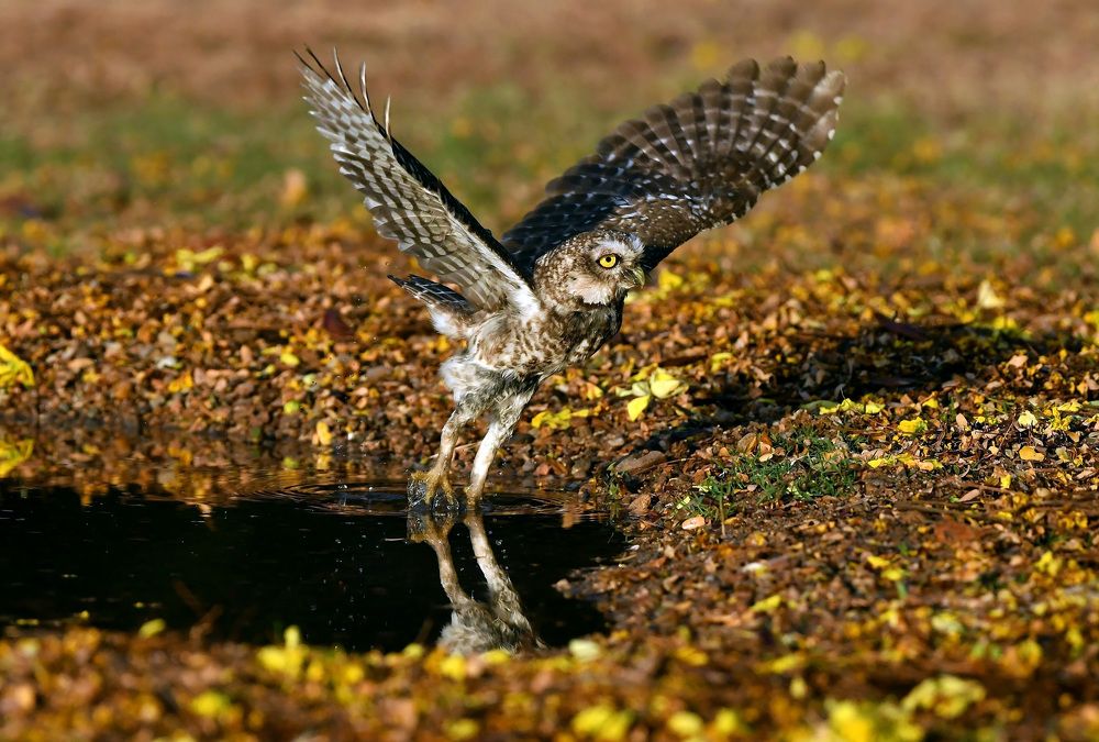 Spotted Owlet Take Off