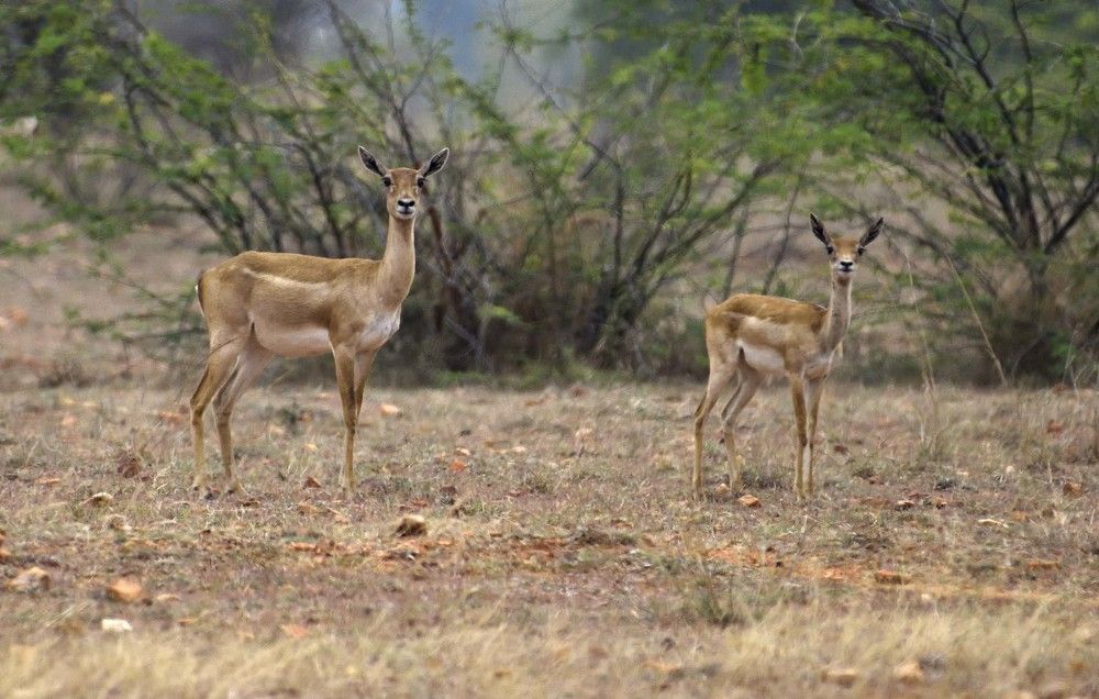 Mother and Child Blackbuck (Female)