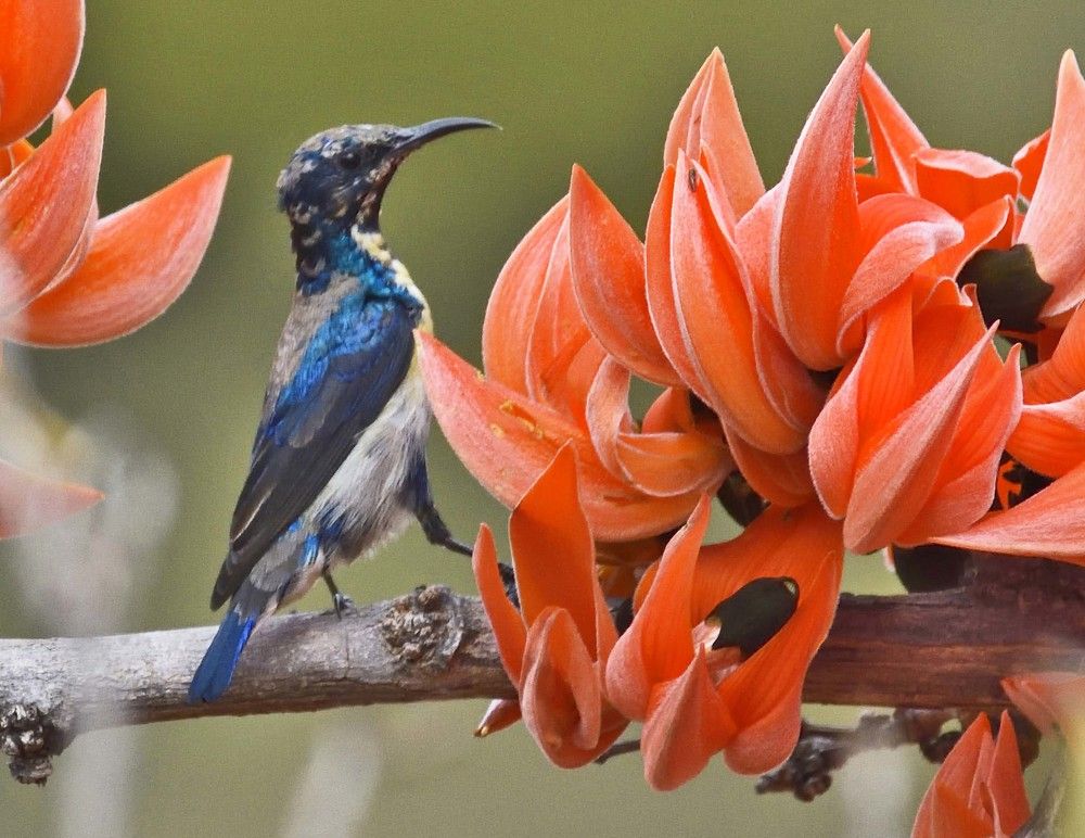 Purpel Sunbird