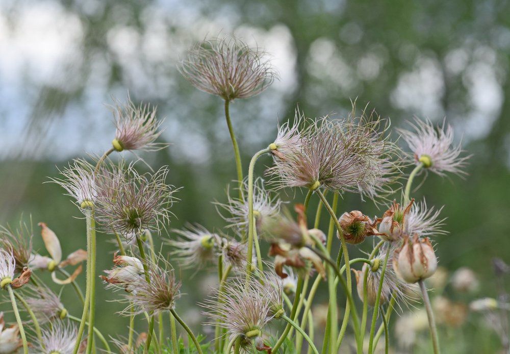 Танцующие кисточки.