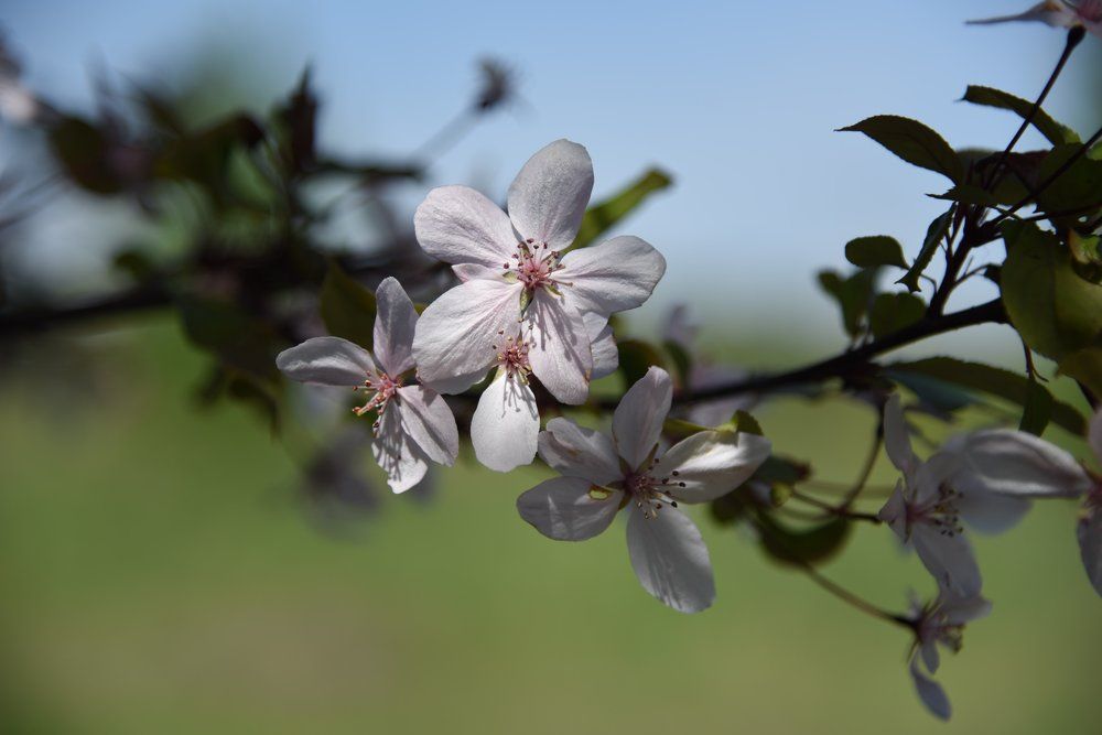 Яблоня цветёт.