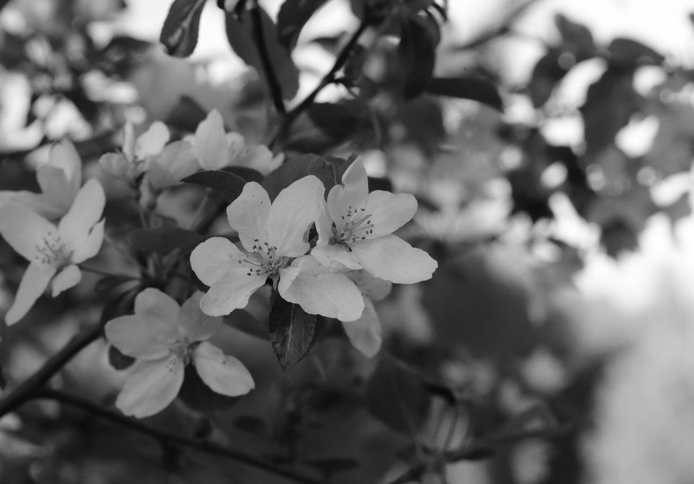 Яблоня в цвету.