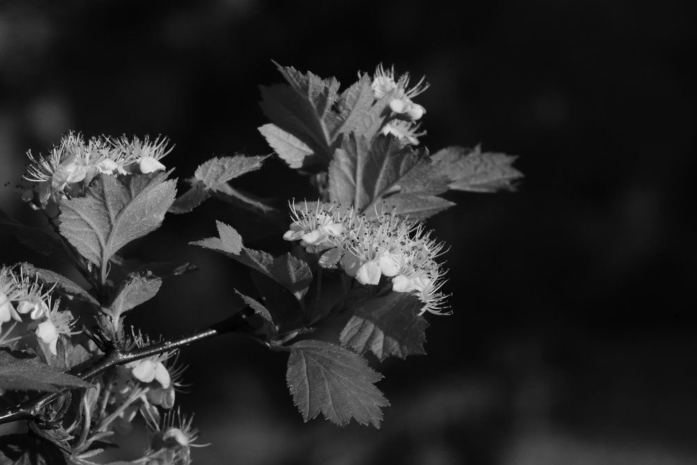 Боярышник расцвёл.