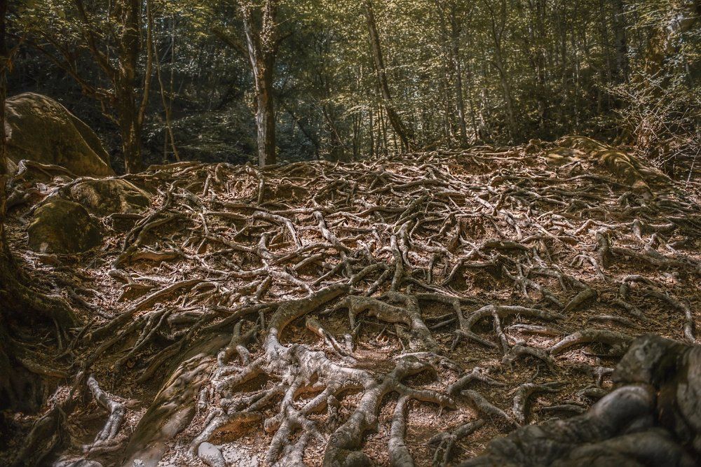 Ведьмина гора