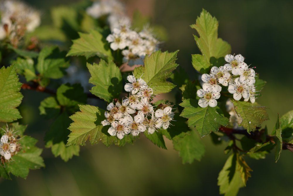Это только цветочки, будут и ягодки!