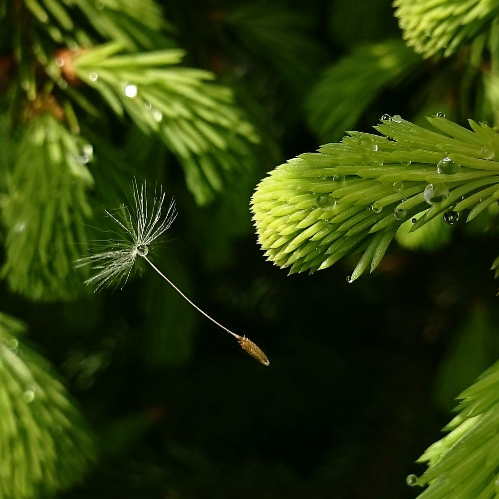 Невесомость