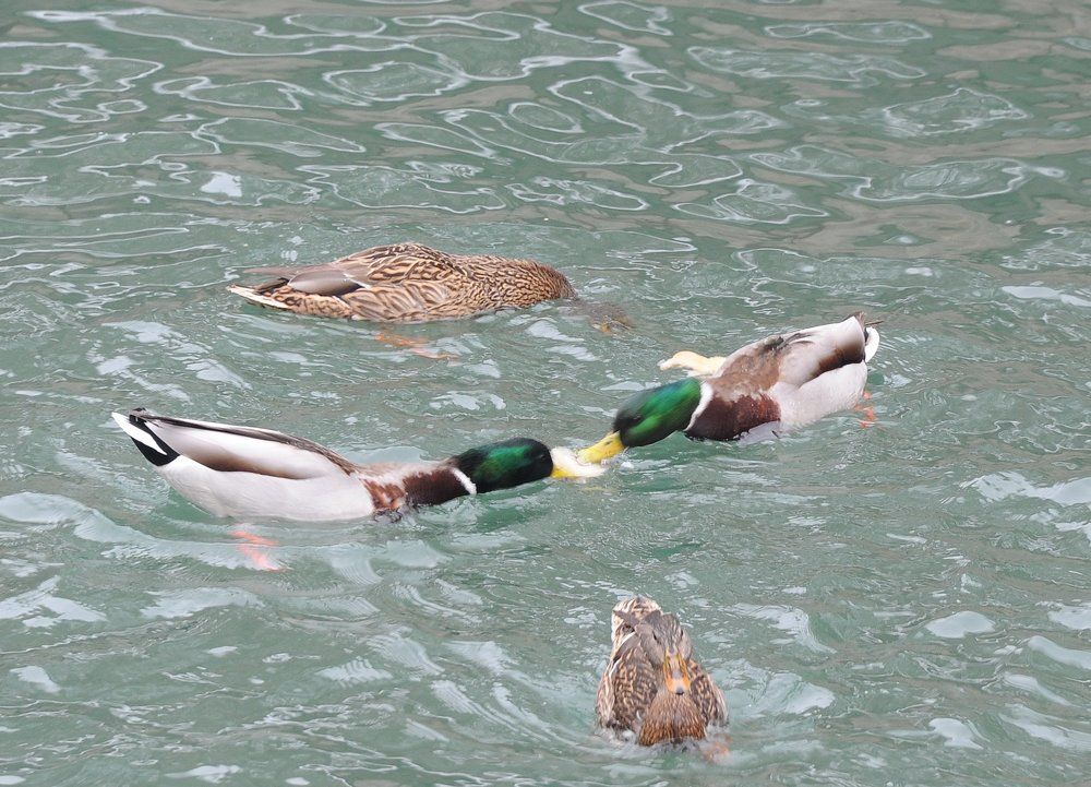 Не поделили.