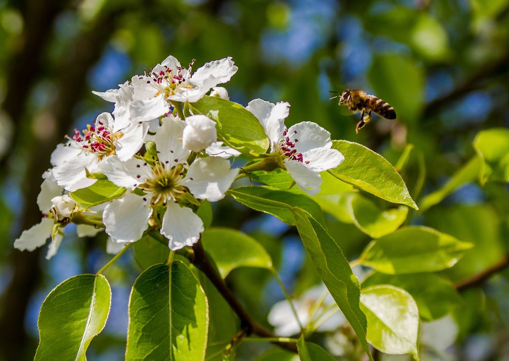 Пчелка-труженица