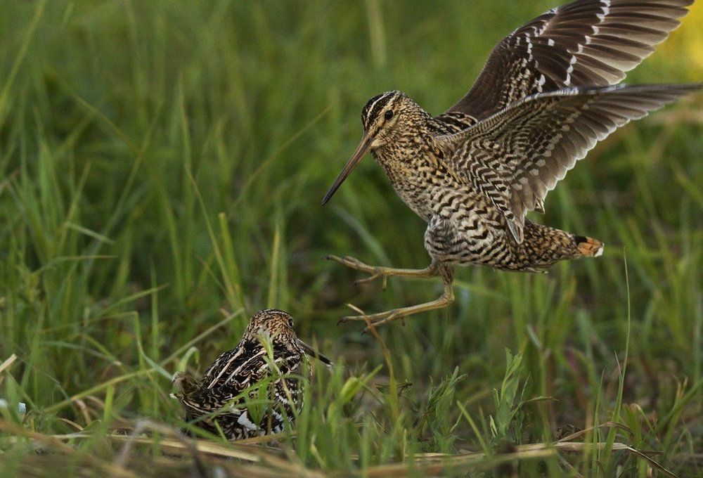 Токующие дупеля