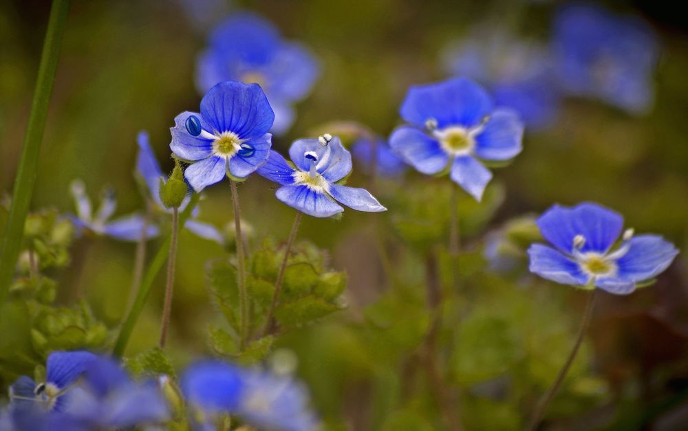 Садовый этюд